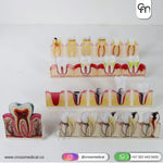 #0349 ACRILICOS DEMOSTRATIVOS PARA ESTUDIO