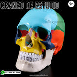 #0265 CRANEO DE ESTUDIO